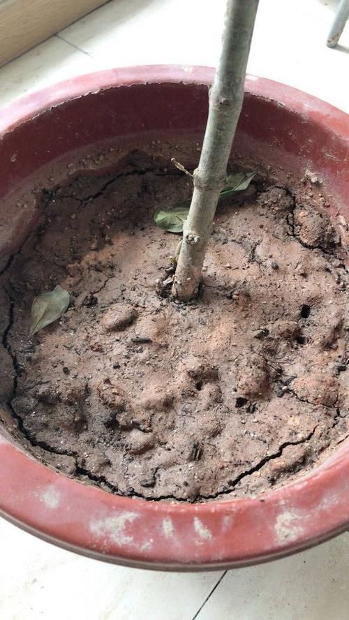 浇花|2种小药片,丢进水里用来浇花,土壤两年不板结,开花多长的旺