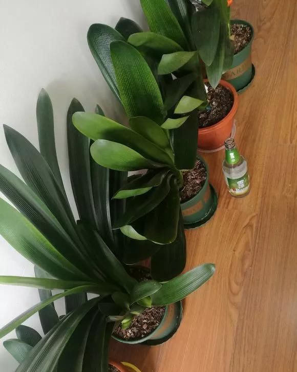 环境温度|君子兰不开花不抽箭?浇水时加点料,快速抽箭,花开不断