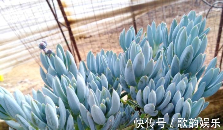 绿爪|送朋友多肉又不落俗套?红橙黄绿青蓝紫彩虹系7色多肉了解一下!