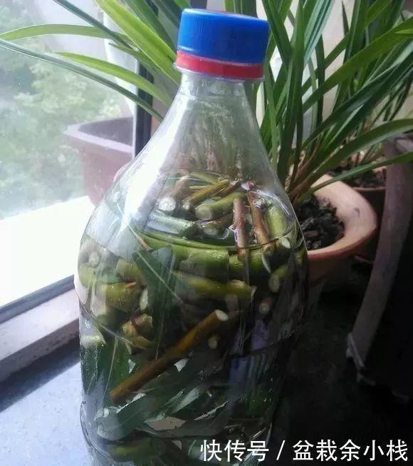 水溶液|君子兰疯长,冒出5根花箭,是2种肥的功劳,养啥都旺