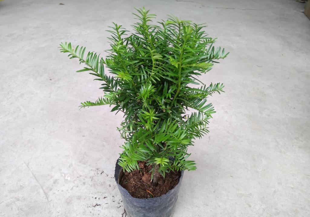 家庭盆栽红豆杉,多小心这5个细节,红果绿叶喜庆又别致