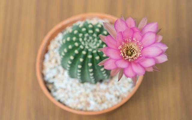 仙人球不怎么开花怎么办只要4招,不但多开花,还能不会烂根。