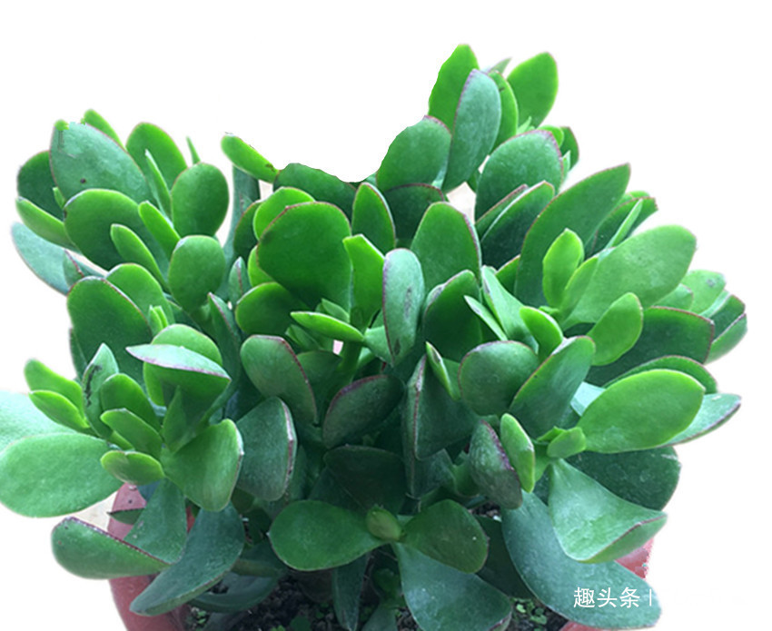 什么蚯蚓粪、万能肥它才是养花的好东西,科学养殖才是正道