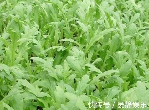 鱼腥草|农村到处是宝，3种野菜，田边疯长，养肝护肝，美容养颜，抗衰老