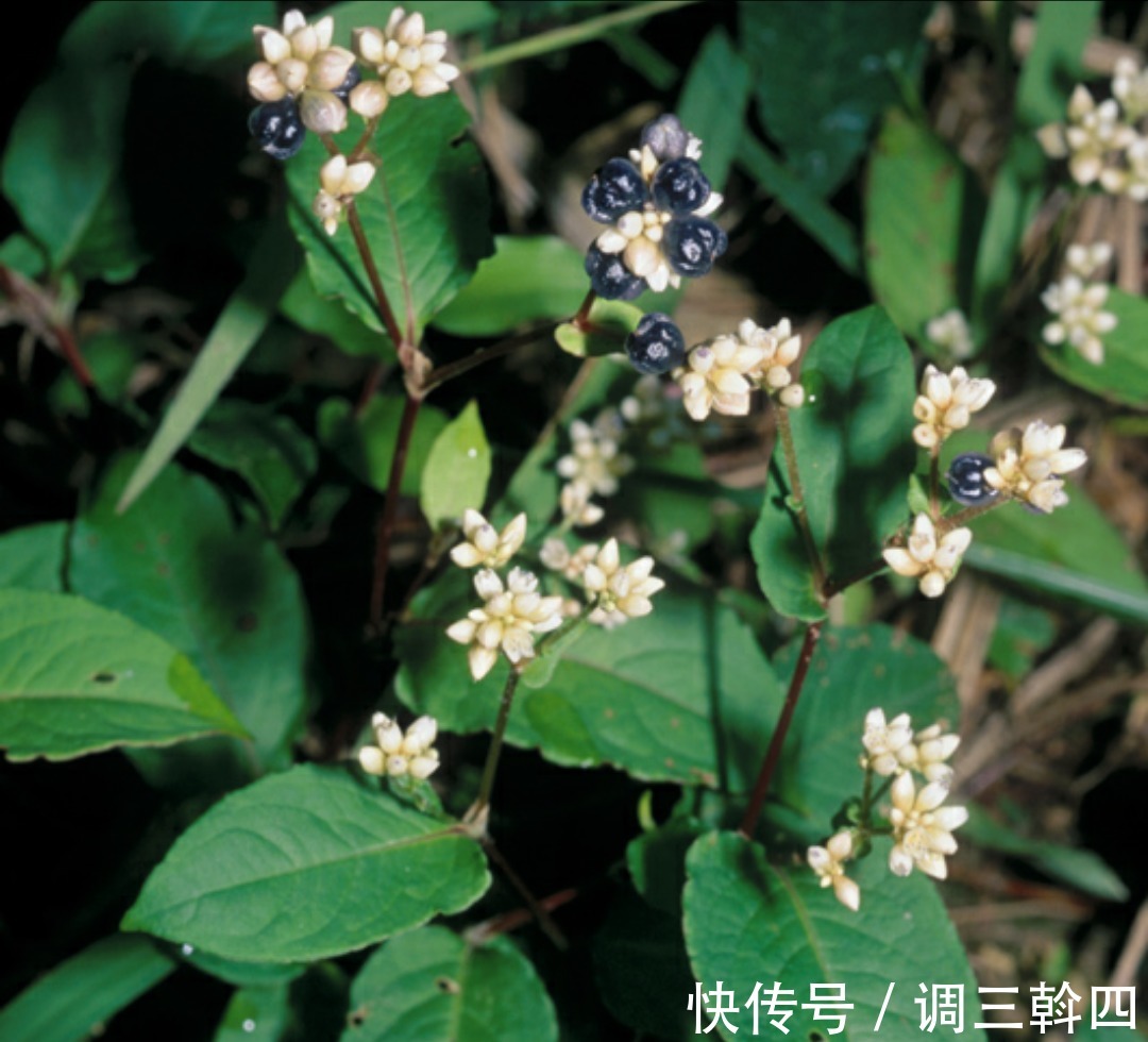 野草|感冒咳嗽老不好,不要不停吃药,不妨试试此野草,化痰止咳润肺