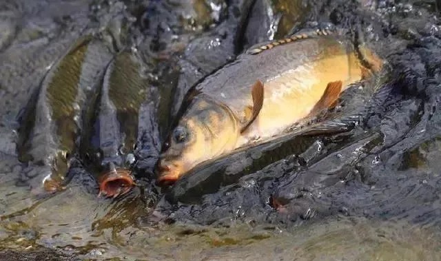 秋钓这4个黄金钓位，千万别放过，鱼都在此扎窝，让你轻松爆护