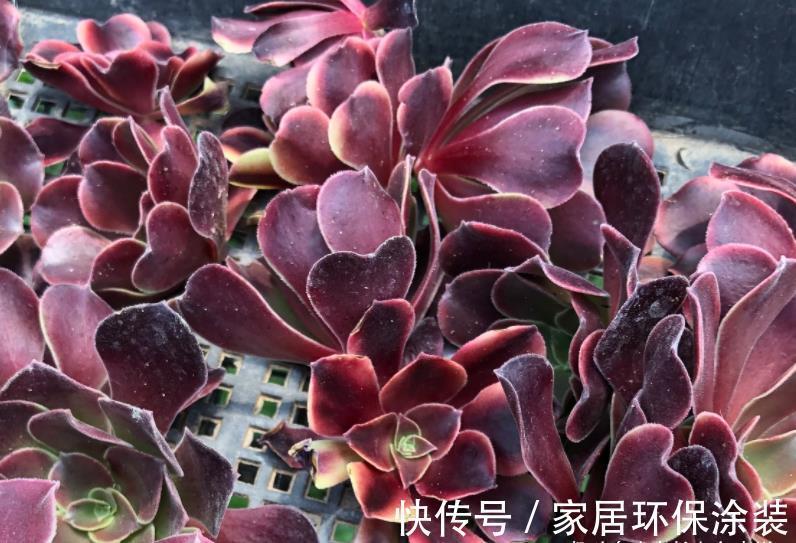 小苗|多肉欧佳丽法师太贵？秋天可以入手小苗，照我的方法养活没啥问题