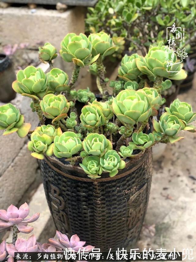多肉,一位来自神奇大自然的良师益友!
