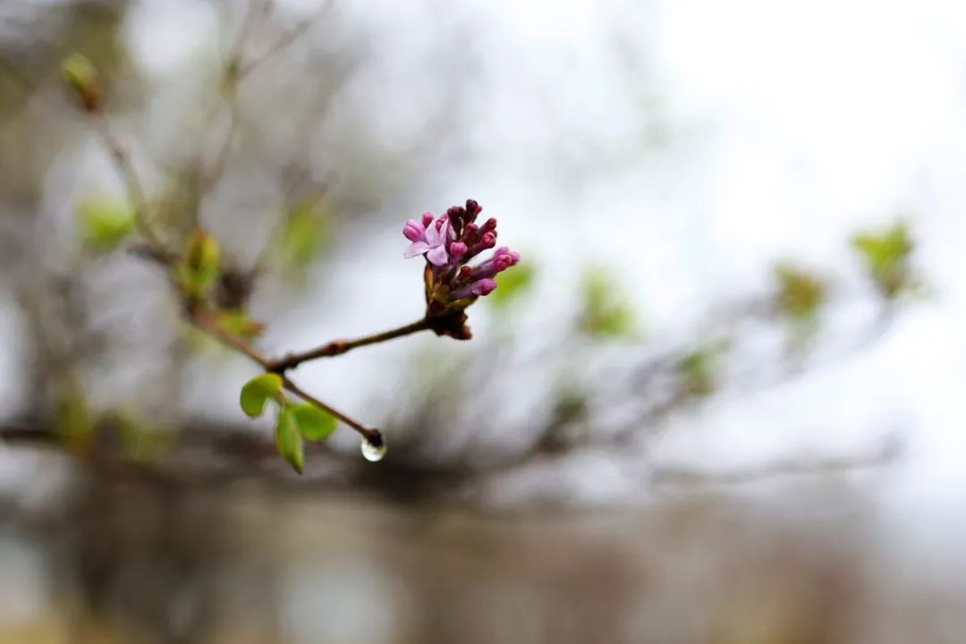 春雨初歇，蓬莱阁赏花正当时！