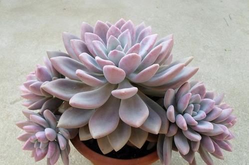  看上去很|盘点10款粉色系多肉，各有各的美，粉萌可爱，你最喜欢哪种？