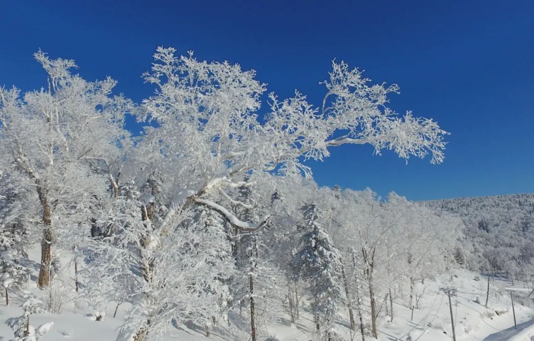 维生素c|今日大雪，读什么诗更浪漫？熬什么汤更养生？