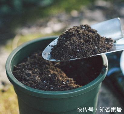 小齐|给花配土换盆的时候,4种东西别乱加,不然花卉难养好