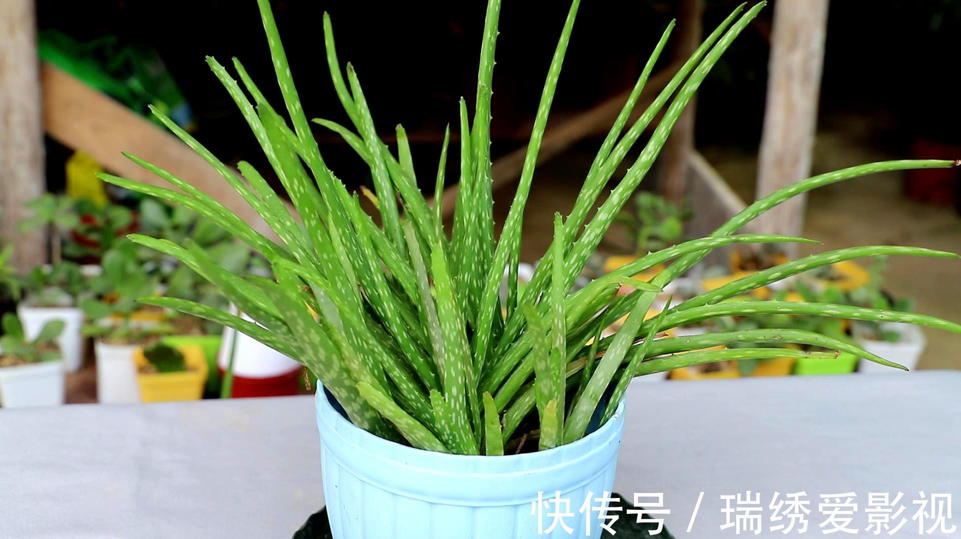 厕所再小,也要养盆吸味花,清除臭味、异味效果好