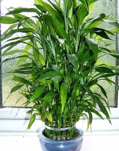 朱蕉|朋友在路边买到紫色叶子的“富贵竹”,养几天叶子全黄了