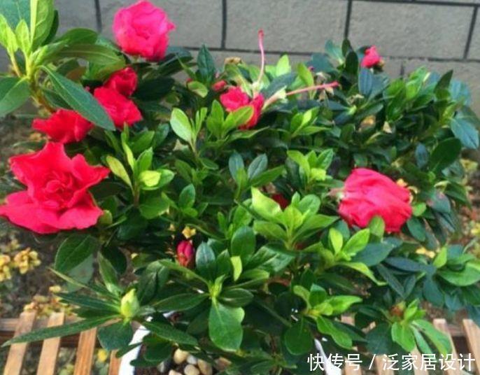 蔷薇花|4种花美的出奇,不仅花好看,名字也好听,快养起来吧!