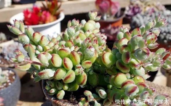新人肉友慎入的这几款多肉，你了解多少，知道为什么吗？