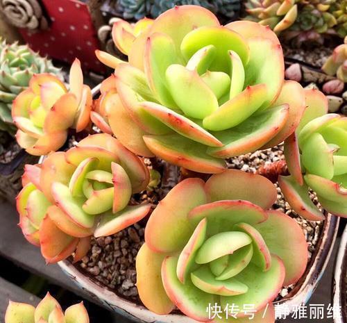 露养的多肉浇水后,叶子发软奄奄一息,多半是3个原因导致