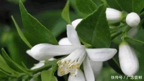 抿紧下巴后突起的“白疙瘩”，千万要注意，这是螨虫的真身吗？