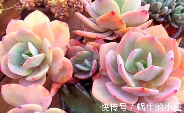 多肉中的巨无霸白凤,也能被控养成精致的老桩,颜色金黄株型漂亮