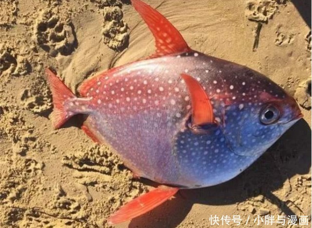 追捧|日本人为什么追捧月亮鱼,把鱼切开那一刻,唯美食不可辜负!