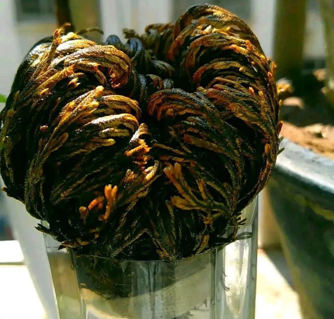 10种“养不死”的花，绿萝只能排最后一名，养死3种以上的举手