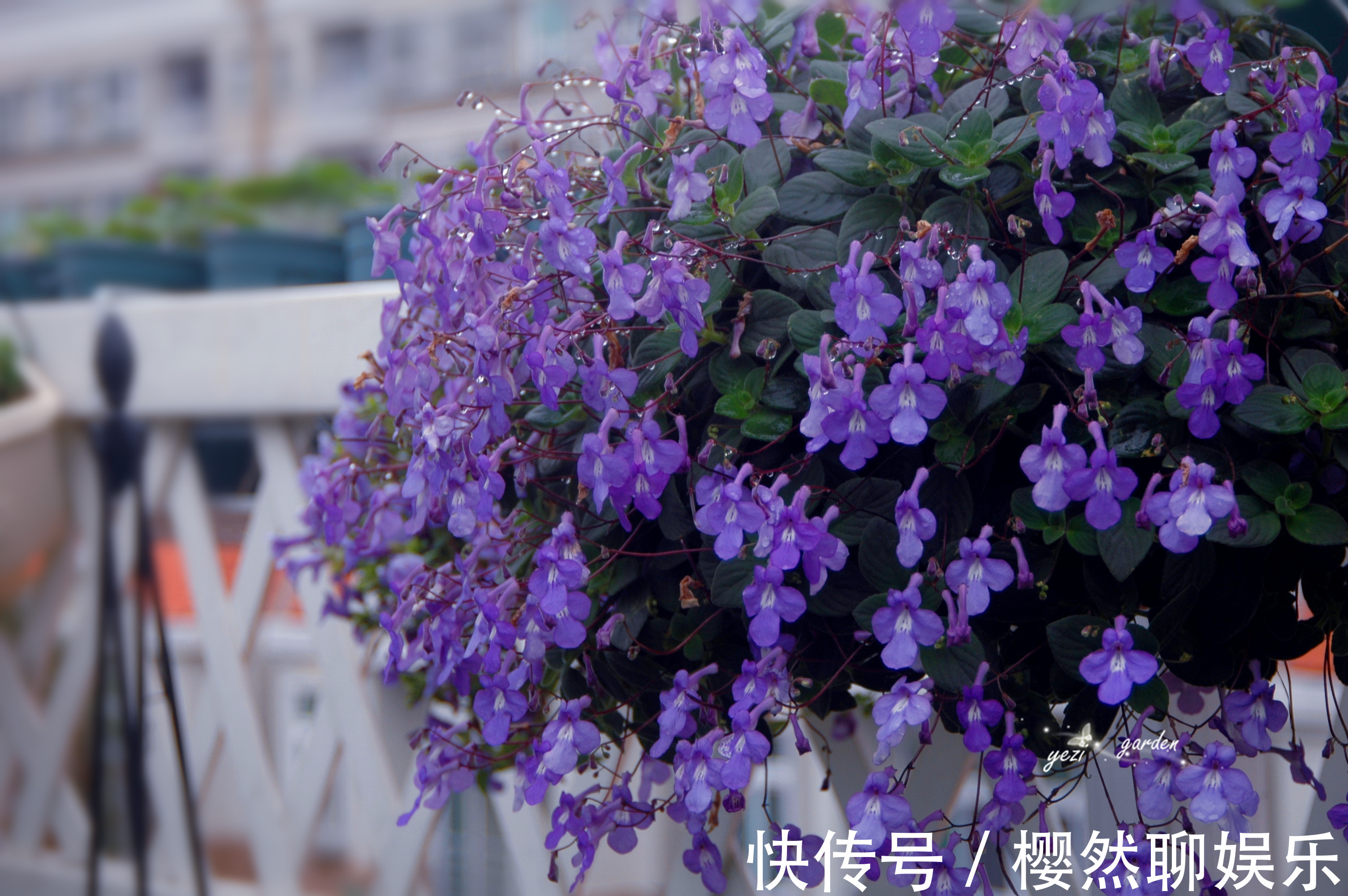 名菊|喜欢菊花,不如养盆“稀品名菊”东莞红,娇艳多姿,花色艳丽!
