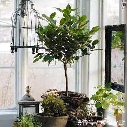 懒人养植的盆栽,一个月浇次水都没问题