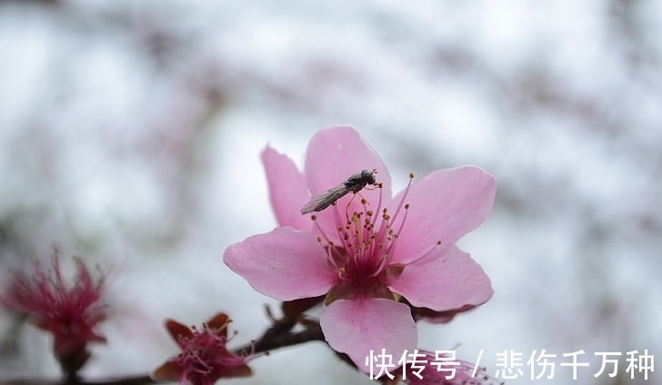 生肖|进入1月份以后，财运给力，赚钱运势更是一路绿灯的3生肖