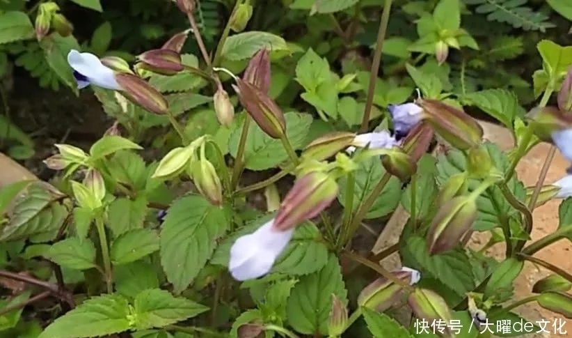 蓝猪耳，药用价值比人参高