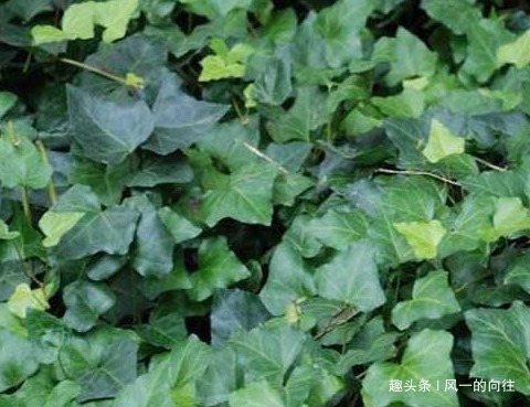 二手烟|这三种花堪称二手烟天敌,家里养一盆废气全没了,从此健康无忧