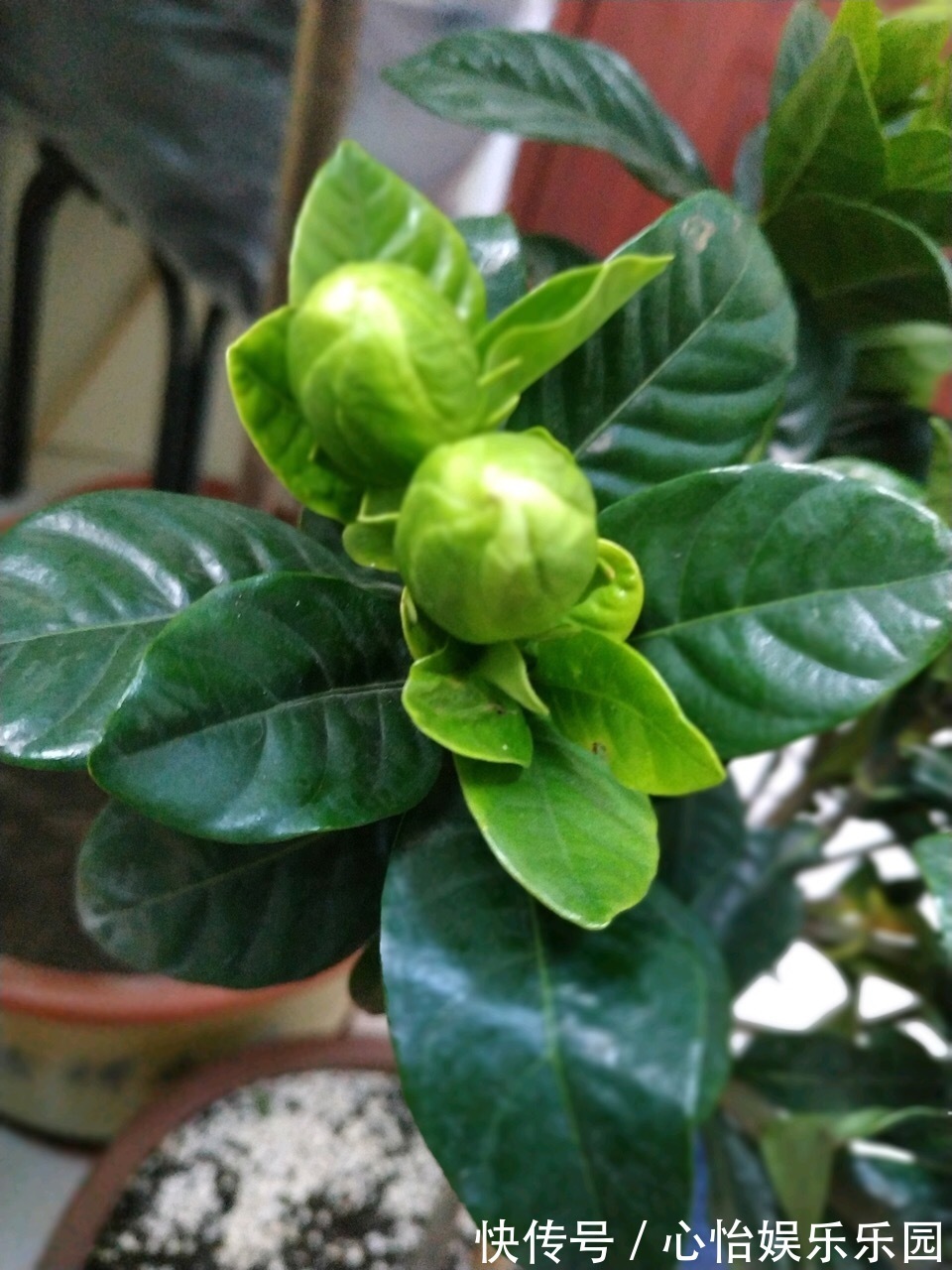 植株|栀子花养不好可能不是你的问题，挖开花盆看“这里”，你就明白