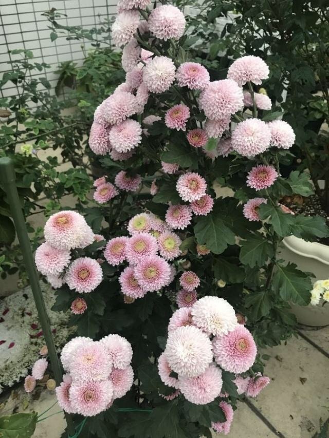 花卉|此花“圆滚滚”，寓意爱情美满，家养一盆，年年赏花不停歇！