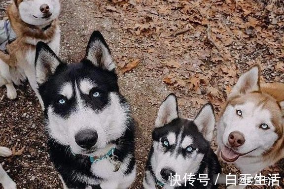 宝妈|“不靠谱”爸爸是怎么带娃的?网友:仿佛有一万条哈士奇路过