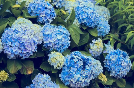 4种花最适合养阳台,一次开花300朵,每天都有漂亮花赏