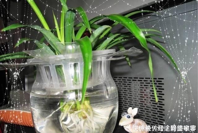 用完的洗衣液瓶千万别扔，它大有妙用！