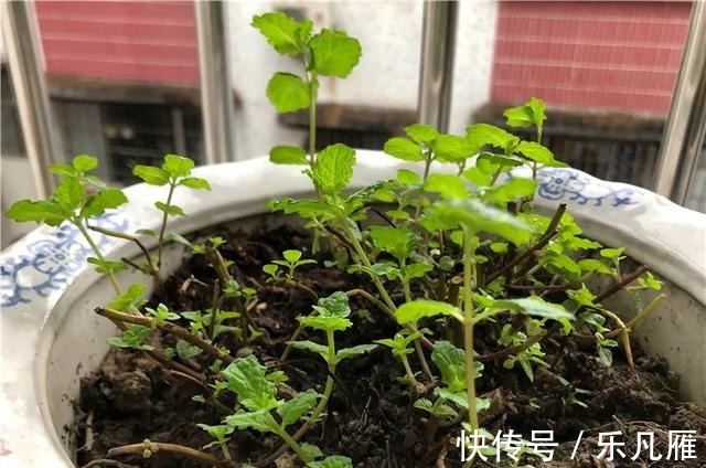 养花技巧快死的花,剪一刀立马活,还能再开花!