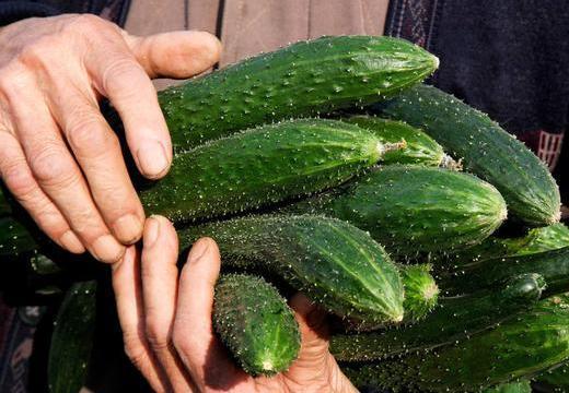 购买黄瓜，选直的还是选弯的以后别再挑错了，口感差还费钱