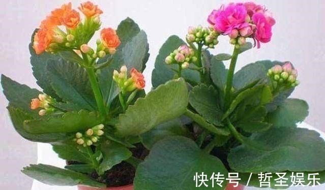 别再傻了,用这几种水浇花,花就跟打了鸡血一样疯长!