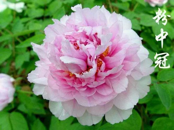 喜欢牡丹花，却一不小心买到芍药！附牡丹花品种图鉴大全