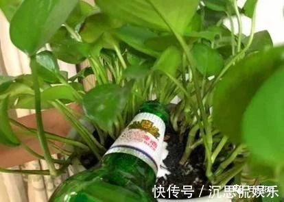 花卉盆栽“喝点酒”,不黄叶、不烂根,越长越旺,叶子绿、开花多