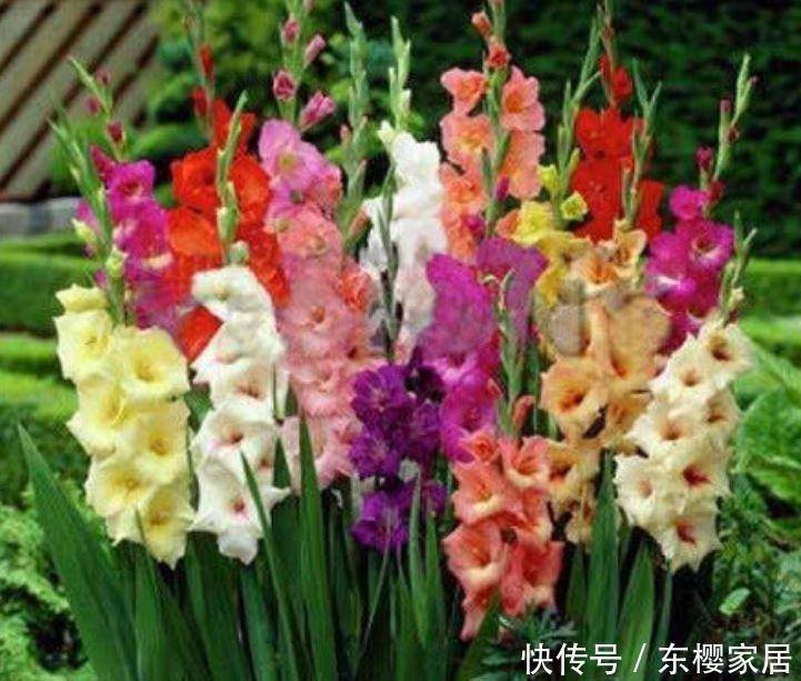 4种花很适合阳台养，花香四溢，花朵烂漫迷人