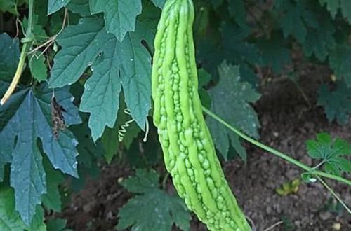 肝脏|它是肝病的“克星”,每天坚持吃一点,修复肝细胞,肝慢慢变好