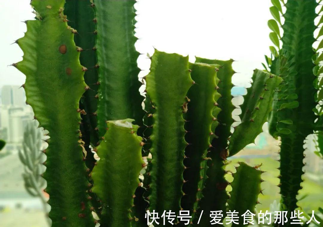 霸气的龙骨出状况,直接砍头扦插,还能促生成塔型,可谓一举多得