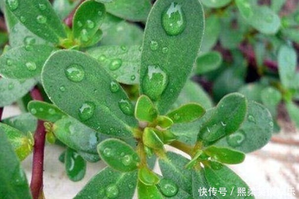 马齿苋|救命的马齿苋,大多人都知道吃不知道作用,今天一次性告诉你!