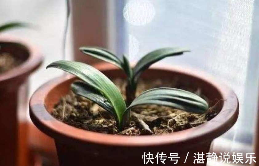 烂根|给花淋雨也要讲究方法,不然到盆里的都会变成“催命水”!