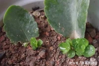 春天养“3种花”，叶子扔盆里，10天生根、发芽，养好能开花