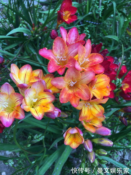 原料|此花花香清幽似兰,花色纯白如雪,常用于沐浴乳的原料之一