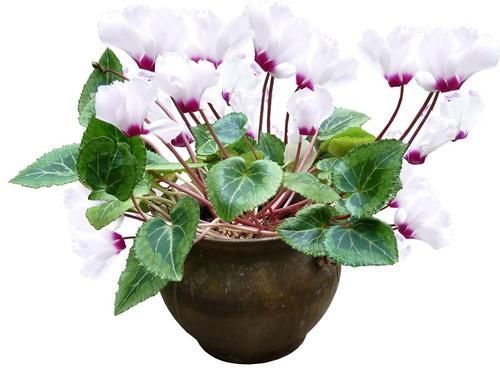 观赏性|适合新年养的花，家里养一盆，应景又生机勃勃！