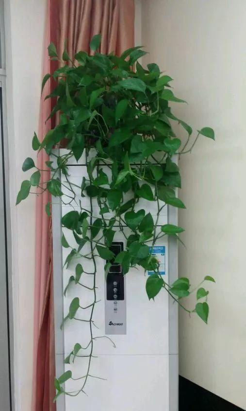 9种漂亮花,现在扦插“正当时”,喜欢别错过