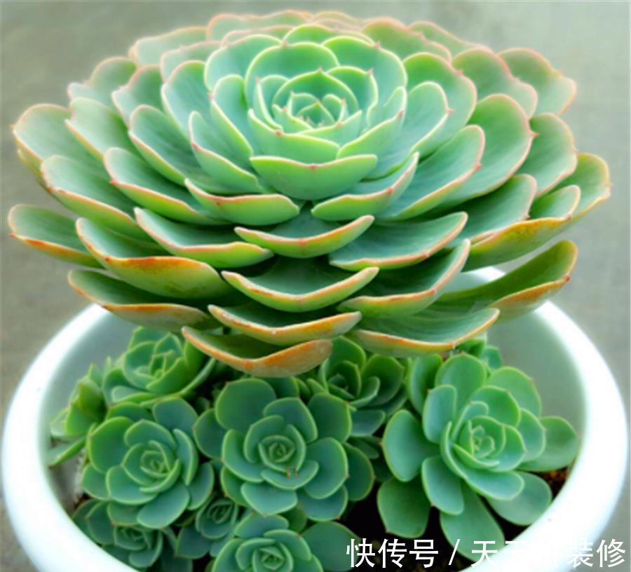 打好基础|多肉玉蝶养成老桩并不难,学会3个小技巧,杆子粗壮造型美